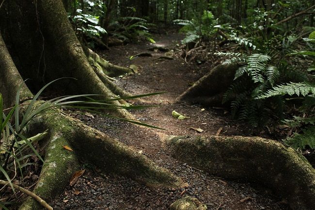 絡まっていたら要注意！木の根っこを抜く難しさと対処方法も