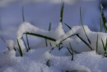 今からできる冬の雑草対策！早めの対策が夏の草刈りも楽にします