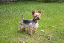 芝刈りのおすすめの方法を紹介！きれいな芝生維持には手入れが不可欠