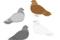 鳩の忌避剤、どの期間まで有効？その段階と忌避剤のタイプをご紹介！