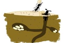 一生のほとんどは巣の中？女王アリの生態を詳しく解説！