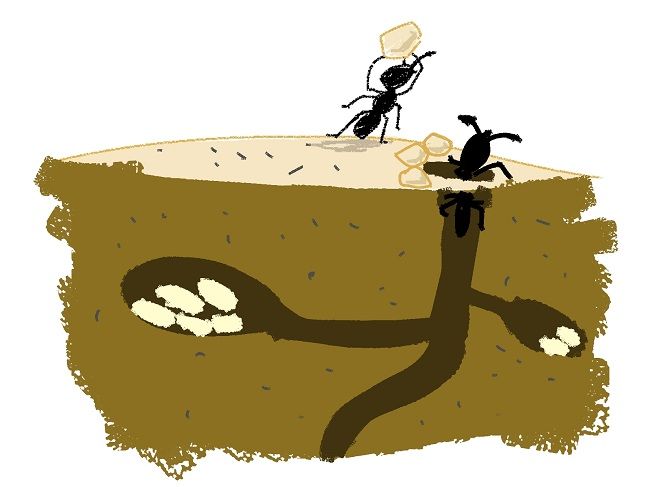 一生のほとんどは巣の中？女王アリの生態を詳しく解説！