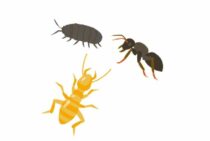 黒い羽アリの正体はシロアリかも？誰でもわかるクロアリとの見分け方と対処法