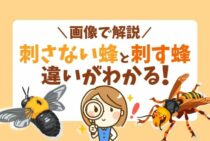 刺さない蜂と刺す蜂はここが違う！見た目と特徴をわかりやすく紹介