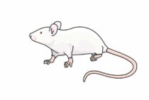 ハツカネズミは意外と厄介！？その被害を予防し、対処する方法とは？