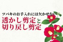 ツバキの剪定方法解説！不要な枝を落として害虫を予防し開花の準備を