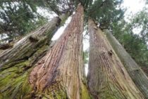 木を切るときのお祓いは必要？安心して伐採するために知るべき心構え