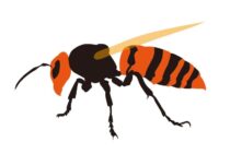 キラービーとスズメバチどちらが狂暴？外来種の脅威キラービーを知る