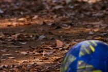 地面の下に蜂の巣が！？地面に巣を作る地蜂の特徴を解説します。