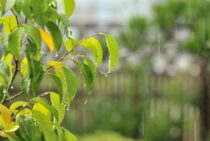 蜂の巣駆除は雨の日が狙い目！ハチの弱点3つをおさえて成功率UP！