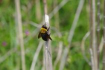 クマバチは人を刺さない？危険？生態・被害でわかる駆除が必要なケース