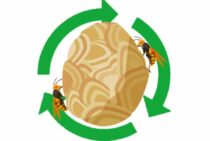 スズメバチの寿命ってどれくらい？巣全体のサイクルをご紹介