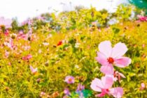 スズメバチの女王蜂の生態をわかりやすく解説！対策に役立つ基礎知識