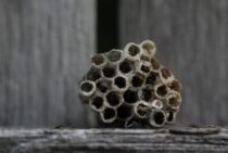 知っておくと駆除に役立つ！？アシナガバチの寿命ってどのくらい？