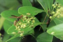 知っていますか？アシナガバチの針と予防についてのまとめ