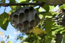 スズメバチの巣を破壊したい！でも確認しないとトラブる可能性あり