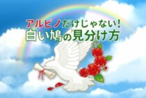 鳩が白いのはアルビノなのか？知られざる白い鳩の正体と要注意点