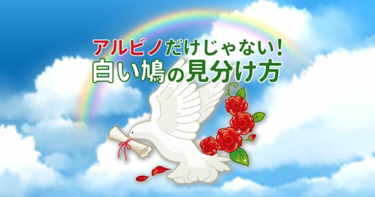 鳩が白いのはアルビノなのか？知られざる白い鳩の正体と要注意点