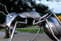 ほかの種の巣を乗っ取ってしまう？アメイロケアリの特徴と対策