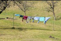 蜂のふんに悩まされていませんか？洗濯ものを守る方法を紹介します