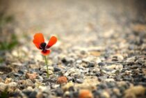 次から次へと湧いてくる蟻の駆除は巣の中まで！蟻を壊滅させる方法