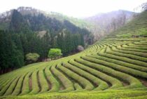 花粉症の元凶「杉」の伐採はなぜ進まない？杉伐採の補助金制度とは