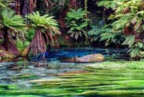 熱帯に適したアフリカミツバチ、実はキラービーとも関連が！その特徴