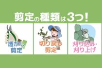 剪定の種類｜自分でできる庭木の剪定方法や正しい時期をご紹介