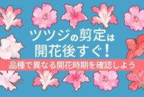 ツツジの剪定時期は5～6月！花が咲かない原因と正しい剪定方法