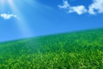 意外と簡単です、芝生の種まき！種まきの仕方と注意点を解説