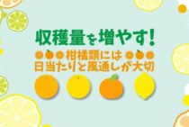 夏みかんなど柑橘類の剪定方法を紹介！適した時期の手入れで収穫量増
