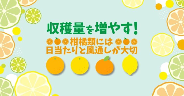 夏みかんなど柑橘類の剪定方法を紹介！適した時期の手入れで収穫量増