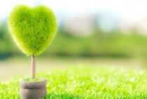 芝生の整地をしないと大変なことに！整地の重要性と方法を紹介します