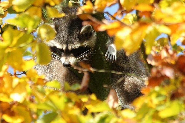 危険な『アライグマ回虫』アライグマを見つけても触るのは厳禁