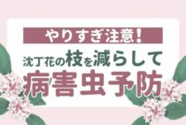 沈丁花を剪定して元気な庭木に育てよう！剪定時期や方法について解説