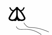 コバエは発生源を特定して一網打尽にしよう！発生させない対策は？