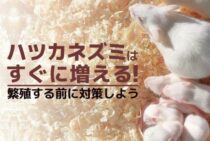 ハツカネズミの生態を知って対策をしよう！効果的な駆除方法をご紹介