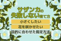 サザンカ（山茶花）の剪定方法・時期｜害虫チャドクガから守る育て方