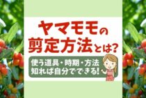ヤマモモの剪定時期・方法を解説！旬の果実を楽しむための手入れも