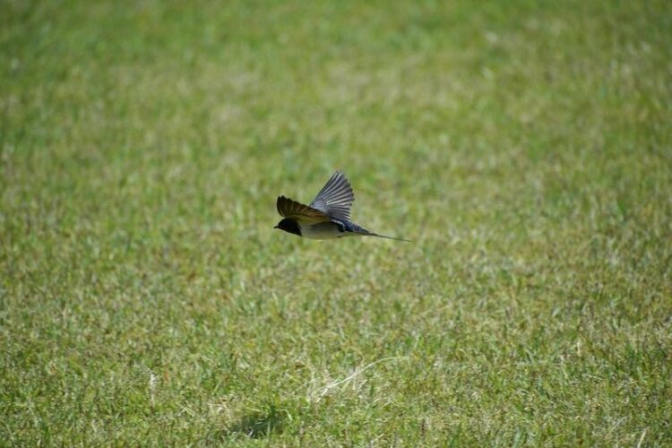 西洋芝を種から育てよう！西洋芝の種類から育成方法まで詳しくご紹介