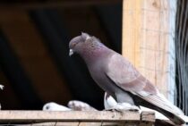鳩よけネットの効果がすごいって本当？効果が高い理由と設置方法