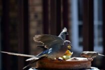 代表的な鳥の種類3選！鳥害対策は生態を把握して行うのがポイント