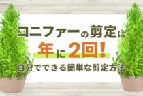 コニファーの剪定方法｜正しい時期と簡単にできるコツをご紹介！