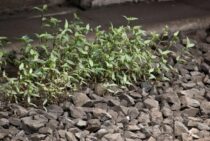 どうして玉砂利を庭に敷くといいの？砂利敷きを行う際のポイントとは