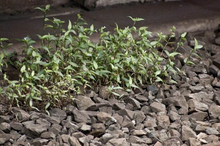 どうして玉砂利を庭に敷くといいの？砂利敷きを行う際のポイントとは