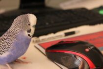 大切にしていたインコが死んだ…どうすればいい？安置や葬儀について