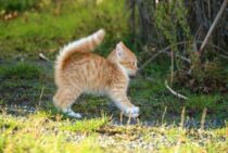 大切な猫がムカデに刺されるかも…ムカデの駆除方法と予防策