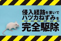 【ハツカネズミの駆除について】おすすめの方法と予防対策までまとめて解説