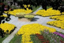 オオスズメバチの女王は世界最大のハチ！その生態や危険性について