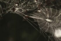 アシダカグモはムカデを食べる？アシダカグモの生態と駆除の効果